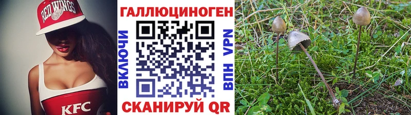 Псилоцибиновые грибы Psilocybe  Юрьевец 